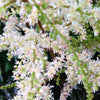 White Oceanspray Seeds – Shrub Creambush Mountain Spray Holodiscus Flower – photo 6