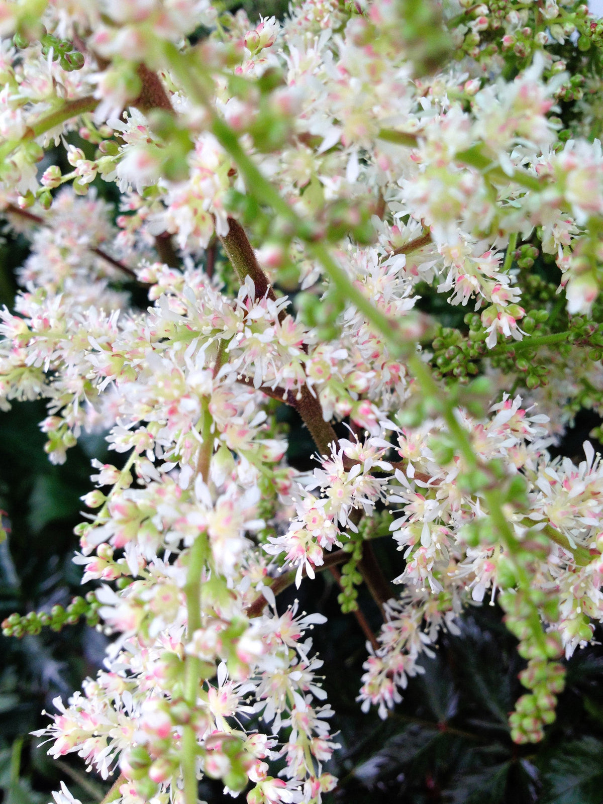 White Oceanspray Seeds – Shrub Creambush Mountain Spray Holodiscus Flower – photo 6