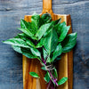 Licorice Basil Ocimum Basilicum Herb Flower Seeds – photo 7