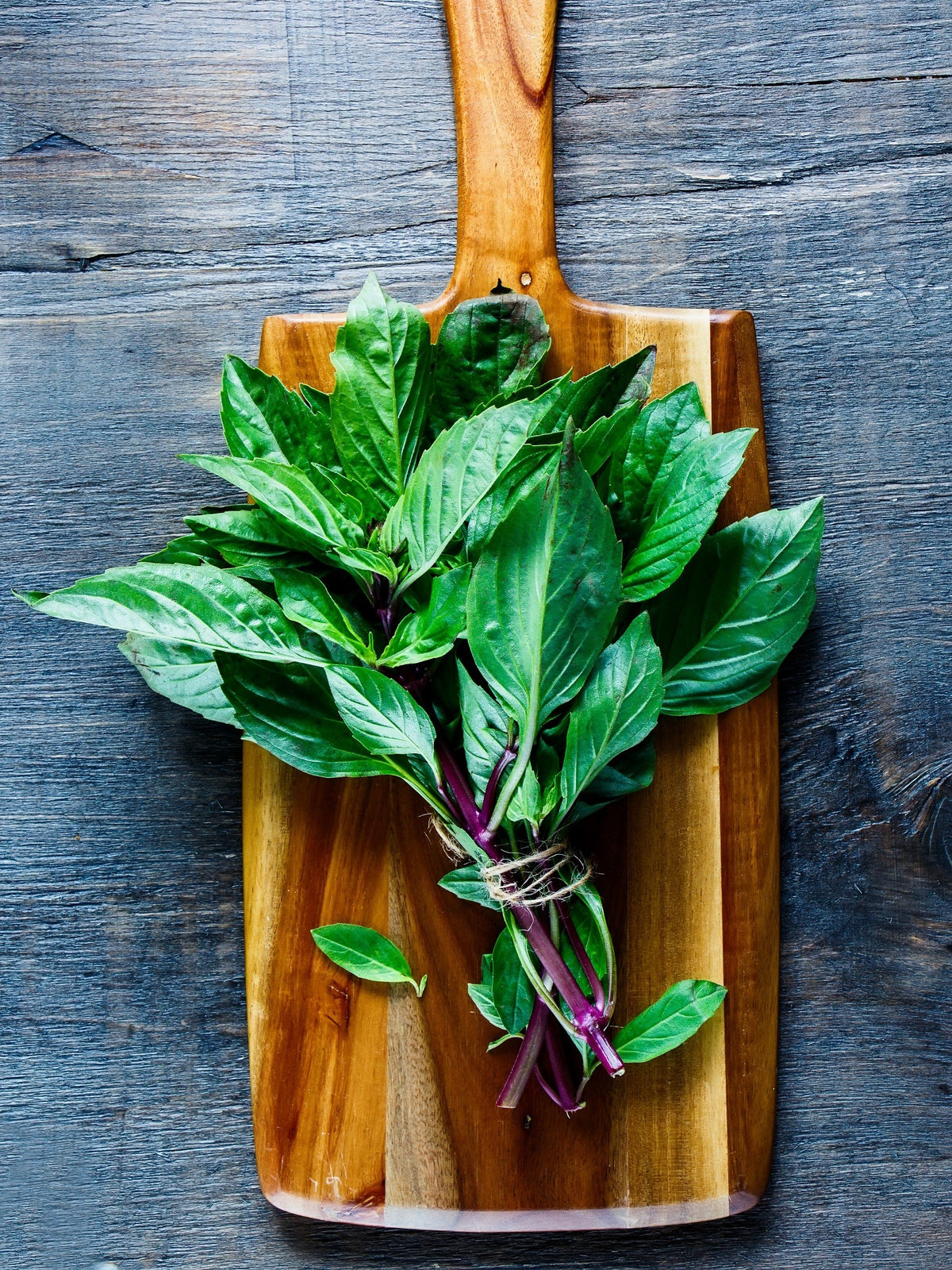 Licorice Basil Ocimum Basilicum Herb Flower Seeds – photo 7