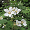50 THIMBLEBERRY Rubus Parviflorus Edible Red Berry Fruit Native White Flower Sun or Shade Shrub Seeds