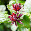 10 SWEETSHRUB Carolina Allspice Fragrant Calycanthus Floridus Shrub Flower Seeds