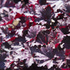 50 Palace Purple HEUCHERA / CORAL BELLS Micrantha Flower Seeds