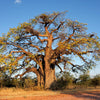 1000 BULK African BAOBAB TREE Adansonia Digitata Monkey Bread Judas Fruit Seeds