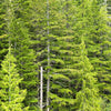 Grow Your Own CHRISTMAS TREE - Douglas Fir ( Pseudotsuga Menziesii ) Gift Packet of Tree Seeds