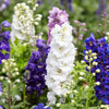 100 ROCKET LARKSPUR DELPHINIUM Consolida Giant Imperial Mixed Colors Flower Seeds