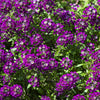 Easter Bonnet Alyssum Seeds – Lobularia Maritima Bright Purple Flower – photo 7