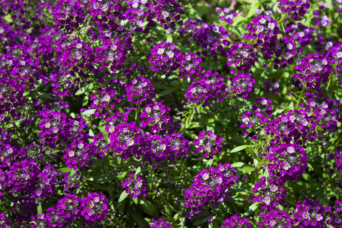 Easter Bonnet Alyssum Seeds – Lobularia Maritima Bright Purple Flower – photo 7