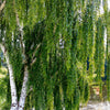50 SILVER WEEPING BIRCH Tree White European Betula Pendula Alba Seeds