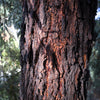 50 RED FLOWERING EUCALYPTUS Sideroxylon Mugga Ironbark Tree Seeds