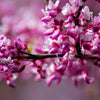 20 Eastern REDBUD TREE Cercis Canadensis Pink Flowering Native Tree Seeds
