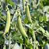 Super Sugar Snap Pea Seeds – Pisum Sativum Macrocarpon Vegetable – photo 2