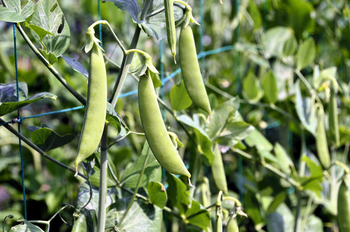 Super Sugar Snap Pea Seeds – Pisum Sativum Macrocarpon Vegetable – photo 2