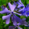 20 PRAIRIE PHLOX Pilosa Mixed Colors Pink Purple White Native Flower Seeds