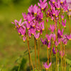 25 MIDLAND SHOOTING STAR (Flamingo Flower / Birds Bills / Prairie Pointer) Dodecatheon Meadia Flower Seeds