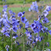100 BLUE PEARL POLEMONIUM ( Jacobs Ladder ) Polemonium Caeruleum Flower Seeds