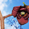 5 PAW PAW Fruit TREE Indian Banana Asimina Triloba Flower Seeds