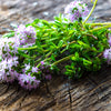 3000 SUMMER SAVORY Satureja Hortensis Herb Purple Flower Seeds