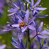 30 BLUE CAMAS Camass Lily Wild Indian Hyacinth Camassia Quamash Flower Herb Seeds