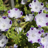 750 FIVE SPOT Nemophila Maculata White & Purple Flower Seeds