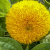 150 Double DWARF TEDDYBEAR SUNFLOWER Helianthus Annuus Yellow Flower Seeds