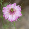 500 LOVE In A MIST PERSIAN Jewels Mixed Colors (Fennel Flower) Nigella Damascena Flower Seeds