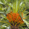 10 CANARY ISLAND Date PALM Phoenix Canariensis Tree Seeds