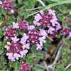 1000 LEMON THYME Thymus Pulegioides Herb Purple Flower Fragrant Evergreen Seeds