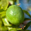 Purple Passion Flower Passion Fruit Granadilla Passiflora Incarnata Vine Seeds – photo 6