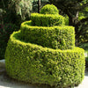 30 AMERICAN BOXWOOD Common Buxus Sempervirens European Box Shrub Seeds