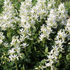 10 GAS PLANT MIX Dictamnus Albus Mixed Colors White Red Pink Lilac Flower Seeds
