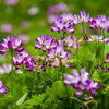 50 MILK VETCH Astragalus Sinicus Pink Purple Flower Ground Cover Legume Seeds