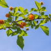 20 SALMONBERRY RUSSIAN RASPBERRY Rubus Spectabilis Fruit Seeds Purple Flowers