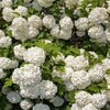 30 EUROPEAN CRANBERRY / SNOWBALL Tree Guelder Rose Viburnum Opulus Red Fruit White Flower Seeds