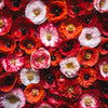 1000 Mixed Colors DOUBLE SHIRLEY POPPY Papaver Rhoeas Flower Seeds