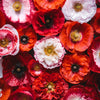 1000 Mixed Colors DOUBLE SHIRLEY POPPY Papaver Rhoeas Flower Seeds