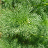 1000 GERMAN CHAMOMILE Matricaria Recutita Chamomilla Herb Flower Seeds