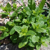 25 Orange MANDARINA BALM Mandarin Lemon Balm Melissa Officinalis Herb Seeds