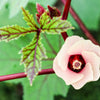 50 ROSELLE HIBISCUS Sabdariffa Rosella Fruit White & Red Flower Seeds