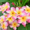 10 MIXED COLORS PLUMERIA Seeds - Lei Flower Frangipani Mix Fragrant Shrub Small Tree Pink Red Yellow White Peach Two Tone