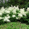 50 WHITE GOATS BEARD (like Astilbe) Aruncus Dioicus Flower Seeds