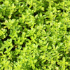 1000 LEMON THYME Thymus Pulegioides Herb Purple Flower Fragrant Evergreen Seeds