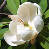 10 SWEETBAY MAGNOLIA Virginiana TREE Shrub Native Sweet Bay, White Bay, Laurel Magnolia - White 3" Fragrant Flower Seeds
