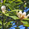 10 SWEETBAY MAGNOLIA Virginiana TREE Shrub Native Sweet Bay, White Bay, Laurel Magnolia - White 3" Fragrant Flower Seeds
