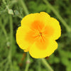 1000 DWARF Yellow CALIFORNIA Tufted POPPY Eschscholzia Caespitosa Flower Seeds
