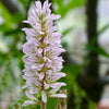 Bridal Wreath Seeds – White & Pink Francoa Appendiculata Flower Seeds for Part Shade – photo 4
