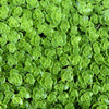 50 PURPLE CARPET SEDUM Spurium Coccineum Groundcover Flower Seeds
