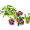 2000 ALFALFA Medicago Sativa Flower Plant Seeds