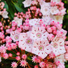50 MOUNTAIN LAUREL White Pink Red Kalmia Latifolia Shrub Bush Seeds