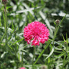 750 Red BACHELOR'S BUTTON / CORNFLOWER Centaurea Cyanus Flower Seeds